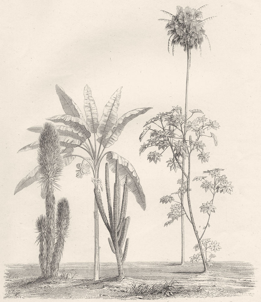 SWITZERLAND.Palms;Yucca aloifolia;Banana;Cereus;Fan palm;Castor oil plant 1800